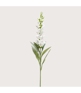 Digitalis Tak Crème H92