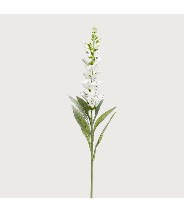 Digitalis Tak Crème H92
