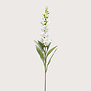 Digitalis Branch Cream H92