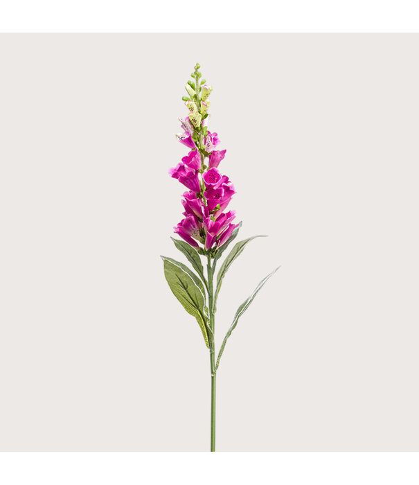 Digitalis Tak Fuchsia H92