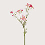 Dill Fuchsia H85