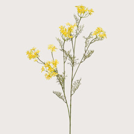 Dill Branch Yellow H120
