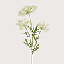 Dill Branch White H80