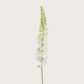 Eremurus Branch Cream H105