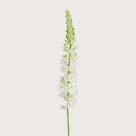 Eremurus Branch Cream H105