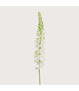 Eremurus Tak Crème H105