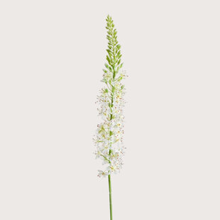 Eremurus Branch Cream H105