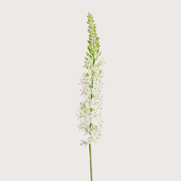 Eremurus Branch Cream H105