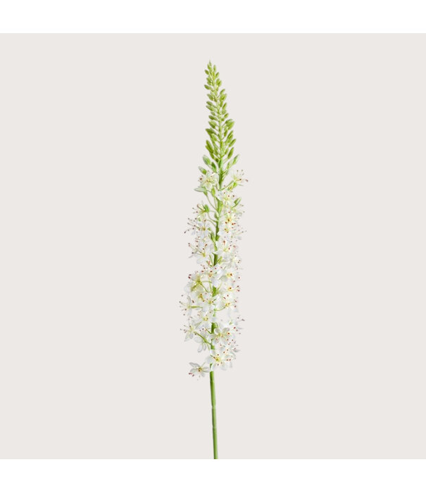 Eremurus Branch Cream H105