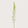Eremurus Tak Crème H105