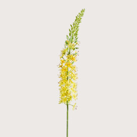 Eremurus Branch Yellow H105