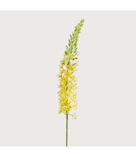 Eremurus Branch Yellow H105