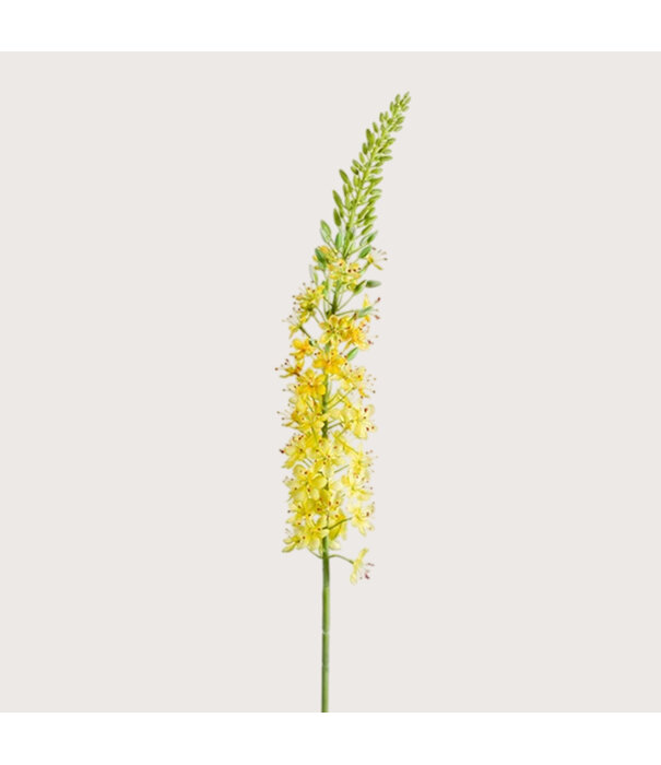 Eremurus Branch Yellow H105