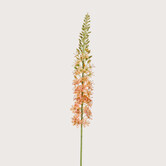 Eremurus Tak Oranje H105