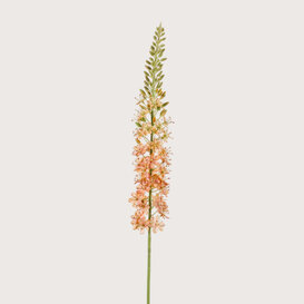 Eremurus Tak Oranje H105