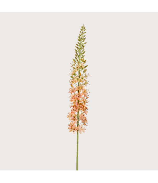 Eremurus Tak Oranje H105