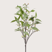 Eucalyptus Groen H93