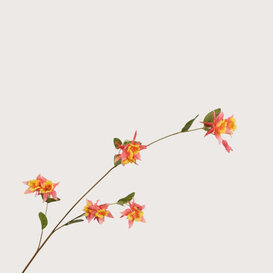 Fritillaria Orange/Yellow H86