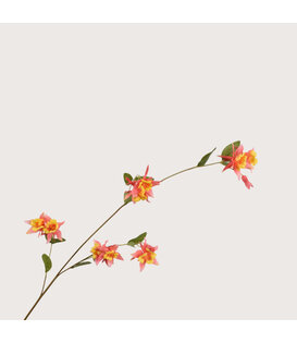 Fritillaria Orange/Yellow H86