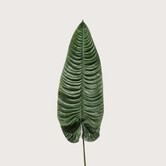 Giant Alocasia Leaf Green H105