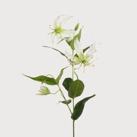 Gloriosa Tak Crème H75