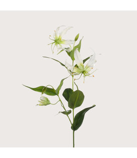 Gloriosa Tak Crème H75