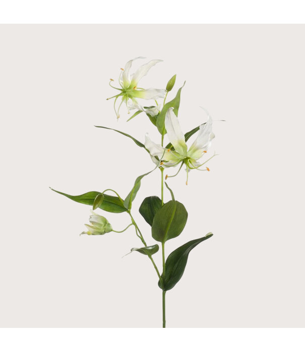 Gloriosa Tak Crème H75