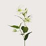 Gloriosa Tak Crème H75
