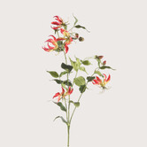 Gloriosa Tak Fuchsia H120
