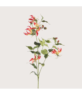 Gloriosa Tak Fuchsia H120