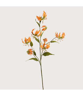 Gloriosa Tak Rood H125