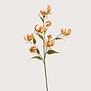 Gloriosa Branch Red H125