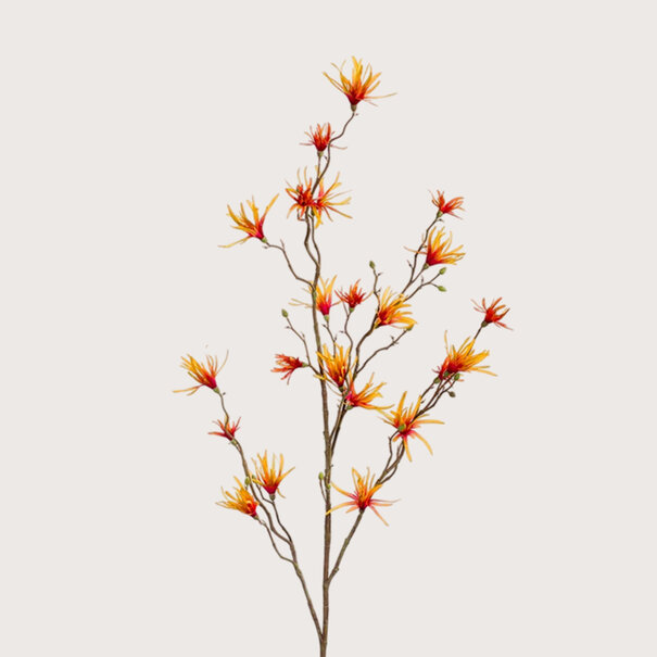 Hamamelis Branch Orange H120