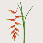 Heliconia Caribea Tak Oranje H133