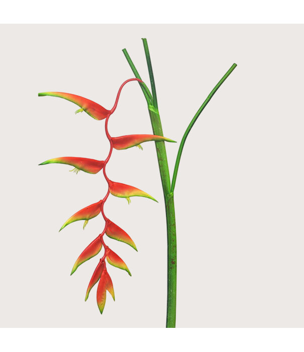 Heliconia Caribea Branch Orange H133