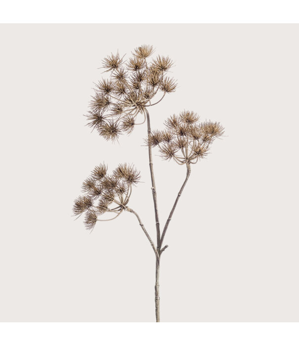 Heracleum Brown H102