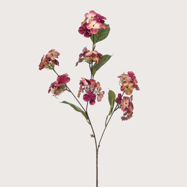 Hydrangea Tak Fuchsia H81