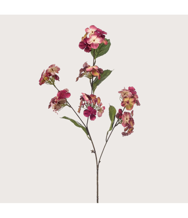 Hydrangea Tak Fuchsia H81