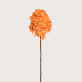 Hydrangea Tak Geel H78