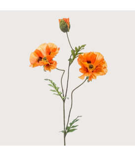 Klaproos (3-Tak) Oranje H90