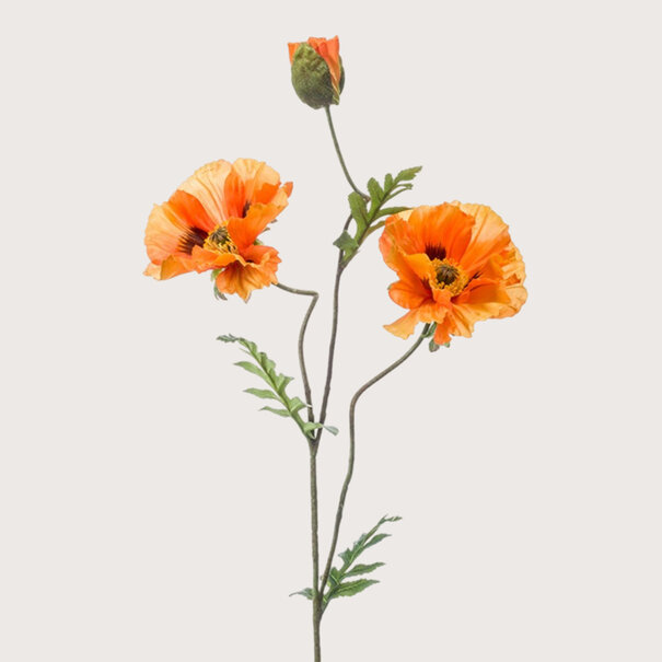Klaproos (3-Tak) Oranje H90