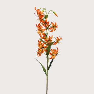 Lily Tak Oranje H80