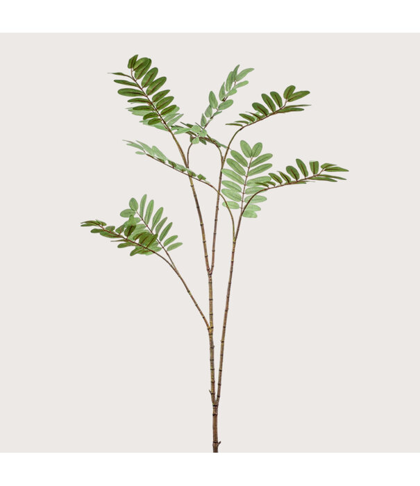 Mahonia Tak Groen H150