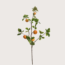 Mandarijn Tak Oranje H104cm