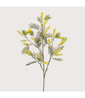 Mimosa Branch Yellow H110