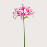 Nerine Tak Roze H75