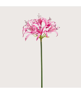 Nerine Tak Roze H75