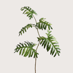 Philodendron Tak Groen H135