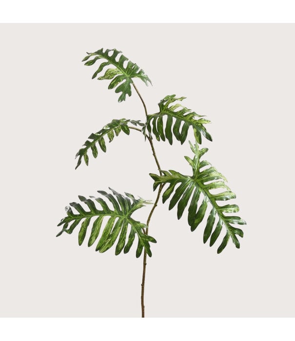 Philodendron Branch Green H135
