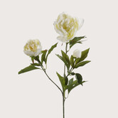 Peony Cream H70
